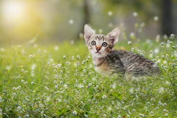 cat in the grass