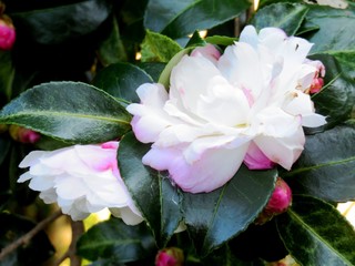 日本の田舎の風景　11月　花　山茶花