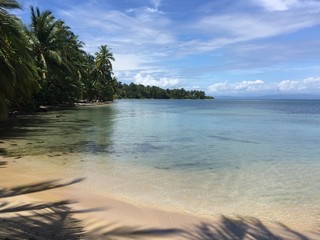 tropical beach with palm trees