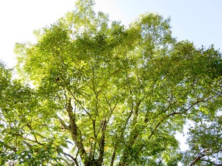 日本の田舎の風景　11月　黄葉　山の木々　榎