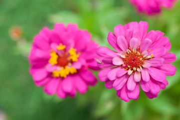 Obraz premium pink cosmos flower