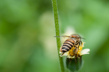 bee on a flower