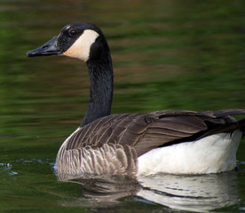 Close up of a Canadian goose.