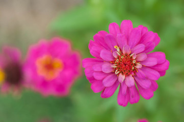 Obraz premium pink cosmos flower