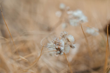 dry grass in the wind