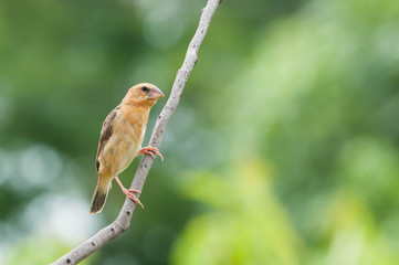 red backed shrike
