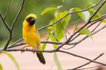 Obraz premium blue tit on tree branch