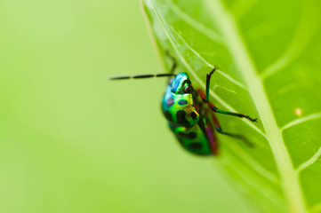 bug on a leaf