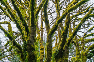 Fototapeta premium plenty forest in Olympic national park area,Washington,usa.