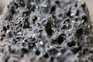 lichen on stone