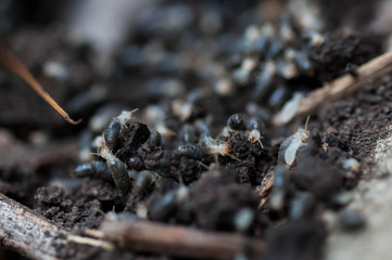 ants on the ground