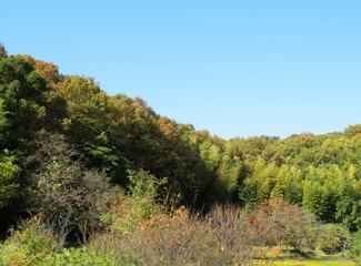 日本の田舎の風景　11月　黄葉　山の木々と青空