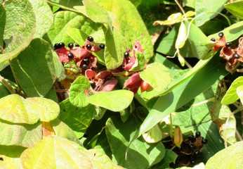 Obraz premium 日本の田舎の風景 11月 蔓の実 トキリマメ（吐切豆）