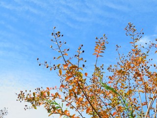日本の田舎の風景　11月　紅葉と青空とうろこ雲　サルスベリ