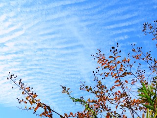 日本の田舎の風景　11月　紅葉と青空とうろこ雲　サルスベリ