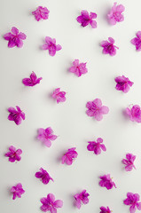 Fototapeta na wymiar Purple rhododendron flowers Labrador tea pattern isolated on white background