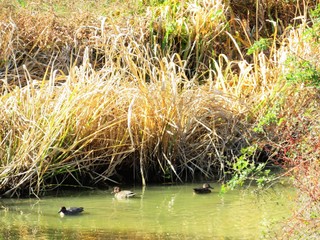 日本の田舎の風景　11月　川辺の草叢　水鳥