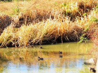 日本の田舎の風景　11月　川辺の草叢　水鳥