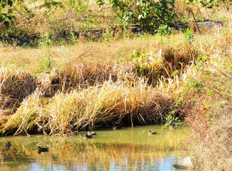日本の田舎の風景　11月　川辺の草叢　水鳥