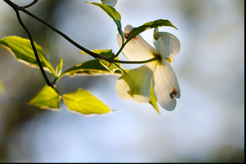 late afternoon dogwood blossom