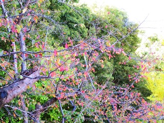 日本の田舎の風景　11月　紅葉　桜
