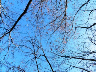 日本の田舎の風景　11月　紅葉と青空　桜