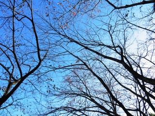 日本の田舎の風景　11月　紅葉と青空　桜