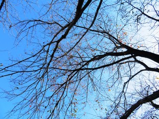 日本の田舎の風景　11月　紅葉と青空　桜