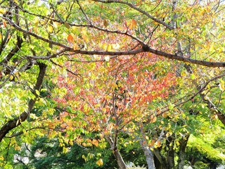 日本の田舎の風景　11月　紅葉　桜