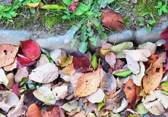 日本の田舎の風景　11月　落ち葉の吹き溜まり