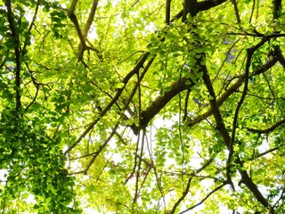 日本の田舎の風景　11月　銀杏の木漏れ日