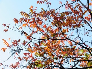 日本の田舎の風景　11月　紅葉と実　ハゼノキ（櫨の木）