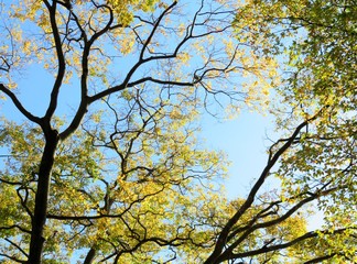 日本の田舎の風景　11月　黄葉と木漏れ日