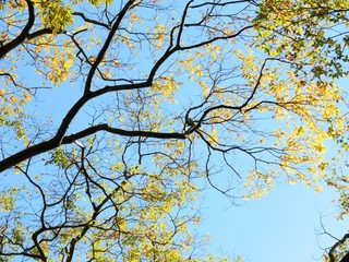 日本の田舎の風景　11月　黄葉と木漏れ日