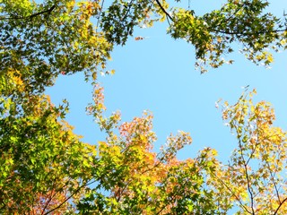 日本の田舎の風景　11月　黄葉と木漏れ日