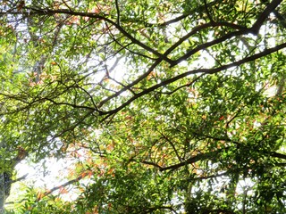 日本の田舎の風景　11月　黄葉と木漏れ日