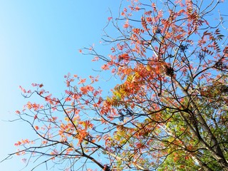 日本の田舎の風景　11月　紅葉と実　ハゼノキ（櫨の木）