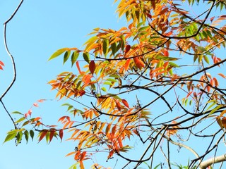 日本の田舎の風景　11月　紅葉と実　ハゼノキ（櫨の木）