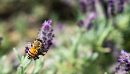 Lavender and Bees