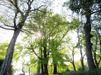 日本の田舎の風景　11月　イチョウの木漏れ日