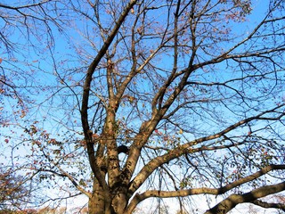 日本の田舎の風景　11月　梢と青空　桜