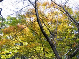 日本の田舎の風景　11月　裸木と黄葉