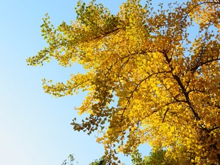 日本の田舎の風景　11月　イチョウの黄葉