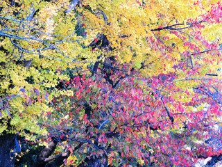 日本の田舎の風景　11月　紅葉と黄葉　桜とイチョウ