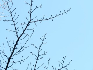 Fototapeta na wymiar 日本の田舎の風景　11月　梢と青空　桜