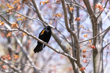 Red Winged Blackbird in Maple Tree in Toronto Park