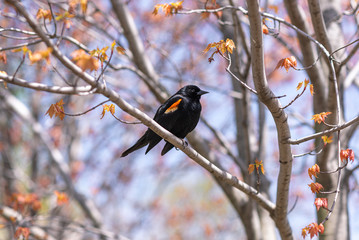 Red Winged Blackbird in Maple Tree in Toronto Park