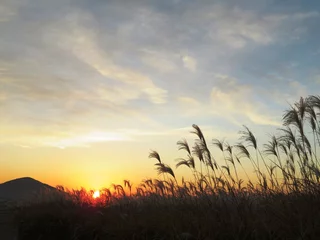 Foto op Plexiglas Japans plattelandslandschap November Japans pampagras en zonsondergang © 史恵 堤