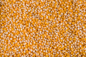 Beautiful pop corn background for various use. Popcorn corn grai