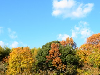 日本の田舎の風景　11月　黄葉と青空　山の木々